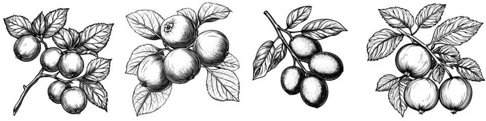 Poster - Monochrome handdrawn kumquat fruit illustration on transparent background