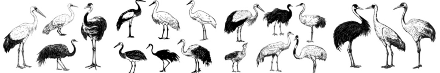 Poster - In a sketch style, cranes, swans, storks, shoebills, cassowaries, ostriches, and herons are illustrated on a white background with monochromatic colors.