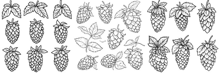 Aufkleber - Isolated set of hop cones and leaves in black and white. Humulus cone outline hand drawn by ink for designing beer labels, packaging, and Oktoberfest posters.