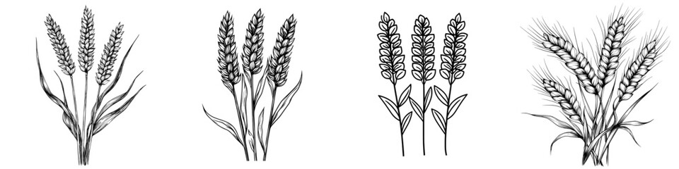 Poster - Speckled rye, barley black and white silhouette hand drawn by ink for design beer label, natural product, grocery, bakery.