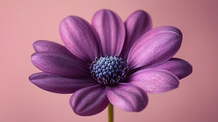 Leinwandbilder - Vibrant and captivating close-up macro shot of a lush,velvety purple flower bloom against a soft,pastel pink background.