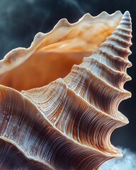 A close-up view of a beautifully detailed seashell showcasing intricate patterns and colors, highlighting its natural beauty and unique structure.