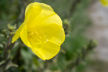 close-up of yellow flowers of large-flowered Evening-primrose (Oenothera glazioviana) in summer bloom