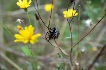 Wall Mural - close-up of a pair of mating housefly (houseflies, Musca domestica) 