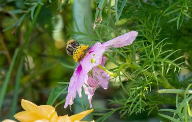 Wall Mural - a honey bee (Apis mellifera) dining on beautiful Cosmos flower (Cosmos bipinnatus, Mexican aster) 