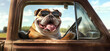 © David Giraud - Un chien de race bouledogue portant des lunettes de soleil conduisant une camionnette, heureux et excité, la langue pendante par une journée ensoleillée avec un beau paysage en arrière-plan.