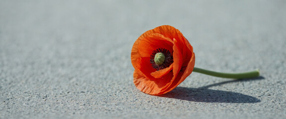 Poster - A single poppy lies on the ground