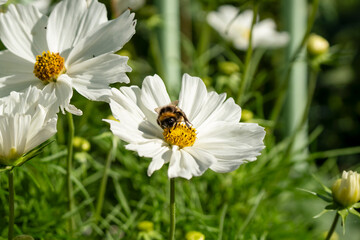 Wall Mural - close-up of a bumblebee (Bombus) feeding on a cosmos flower (Cosmos bipinnatus, Mexican aster) 