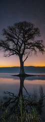 Wall Mural - A solitary tree stands alone at twilight near a tranquil lake reflecting twilight hues