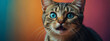 © @uniturehd - Surprised cat with wide blue eyes gazing curiously against a colorful background