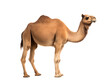 © Ivan - a camel standing on a white background