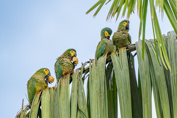 Wall Mural - red-bellied macaw, orthopsittaca manilata, green colored parrot bird with yellow head and red belly,