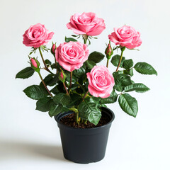 Sticker - A potted plant with five pink roses and several rosebuds.