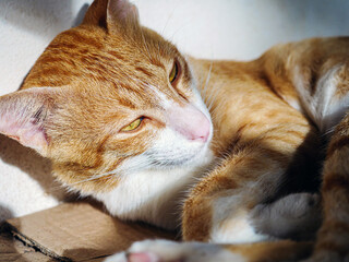 Wall Mural - Poor cat, Cute orange homeless cat, stray cat without a home Lying on a cardboard box next to the wall