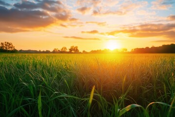 The sun rises over a green field, casting a warm glow and colors on lush grass and a partly cloudy sky.