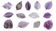 © ชลธิชา สว่างวงค์ - A collection of various leaves in shades of purple, showcasing intricate textures and shapes against a dark background.