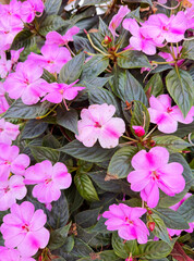 Wall Mural - Blooming impatiens New Guinea flowers