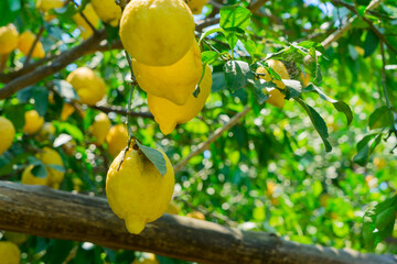 Fruits in Lemon garden of Sorrento at summer, retro toned