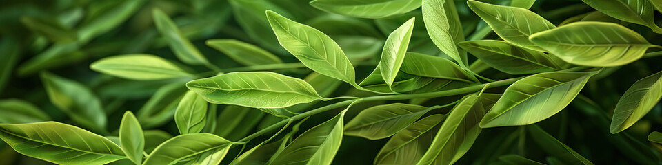 Wall Mural - Soothing Green: A close-up of a lush green plant, showcasing its intricate leaves and stems.