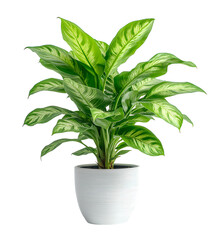 modern indoor plant isolated on transparent background. png file, cut out