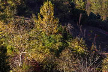 Wall Mural - Autumn colors in Boisoara, Romania