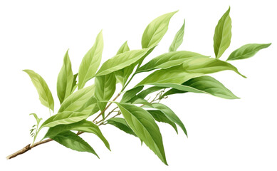 Wall Mural - PNG Tea leaves plant herbs leaf.