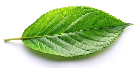 Wall Mural - Tilted angle single lush green leaf close-up with isolated white background