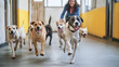 © Bonsales - Group of joyful canines dashing towards the camera with a dog care attendant in the distance
