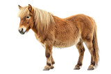 A miniature pony with a long mane isolated on white background.