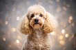 © Sayfar - Playful poodle with fluffy coat and sparkling gaze seen from low angle view