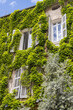 Building with windows and shutters overgrown with green ivy climbing plants in Aix-en-Provence in the South of France