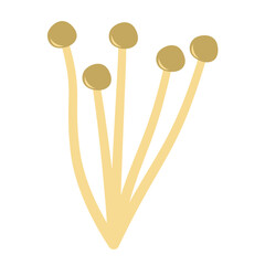 Enoki mushrooms. Vector illustration