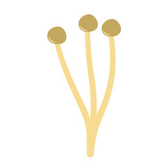 Enoki mushrooms. Vector illustration