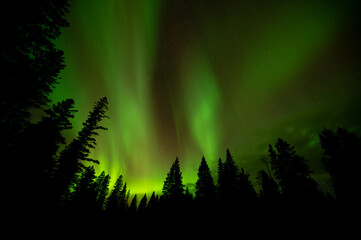 Wall Mural - multicolored aurora in a starry night sky above a northern evergreen forest