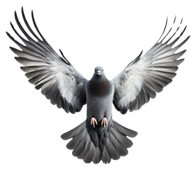 Wall Mural - PNG A flying dove bird pigeon wildlife majestic.