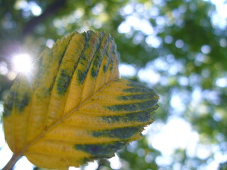 Orange and green autumn leaf of European common hornbeam, Carpinus betulus tree and sun rays in forest environment - close-up shot. Topics: beauty of nature, natural environment, season, forestry