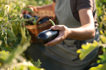 Wall Mural - Farmer harvesting ripe eggplants in field on sunny day, closeup