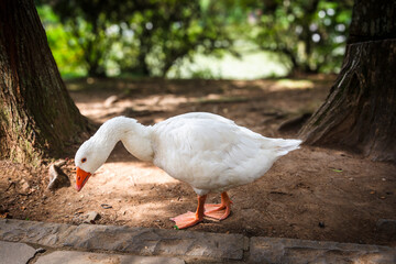 white goose in the park