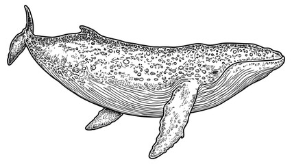 Wall Mural - Big Whale Swimming Majestically on White Background Sea Life Ocean Illustration Detailed Line Art Coloring Page. Graphic Nautical Animal Underwater Mammal
