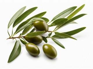 Olives with green leaves branches in isolated white background