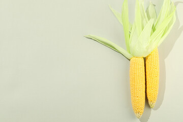 Wall Mural - Fresh ripe corncob with green husks on light grey background, top view. Space for text