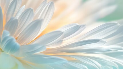 Wall Mural - Daisy flower wallpaper with soft white petals and a vibrant center background fading to pastel greens