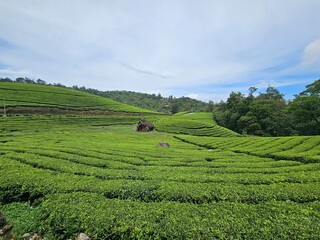 Wide view of tea plantations with a rockmin between