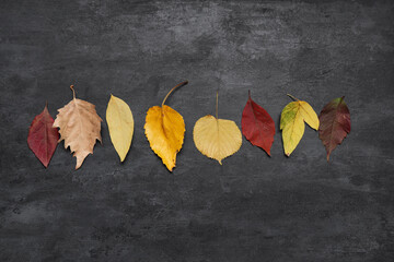 Wall Mural - Set of different autumn leaves on dark background