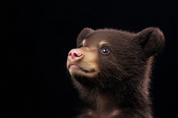 Mystic portrait of baby Grizzly Bear in studio, copy space on right side, Headshot, Close-up View, isolated on black background