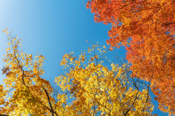 Wall Mural - Golden, orange and red autumn foliage maple tree top leaves against sunny, blue sky. Copy space.