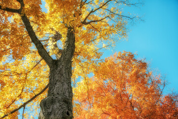 Wall Mural - upward view of large maple trees with bright orange and golden yellow autumn foliage leaves against 