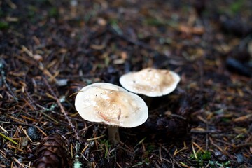 Pale Mushrooms in a Forest Setting