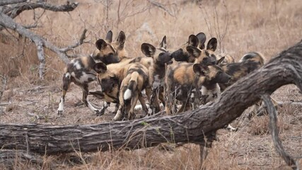 the african wild dog (lycaon pictus), also known as the painted dog or cape hunting dog, is a wild c