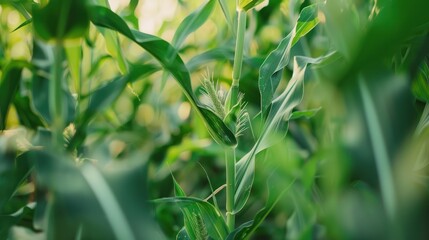 Canvas Print - Cornfield closeup